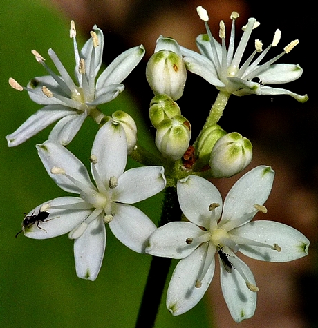 {Clintonia umbellulata}
